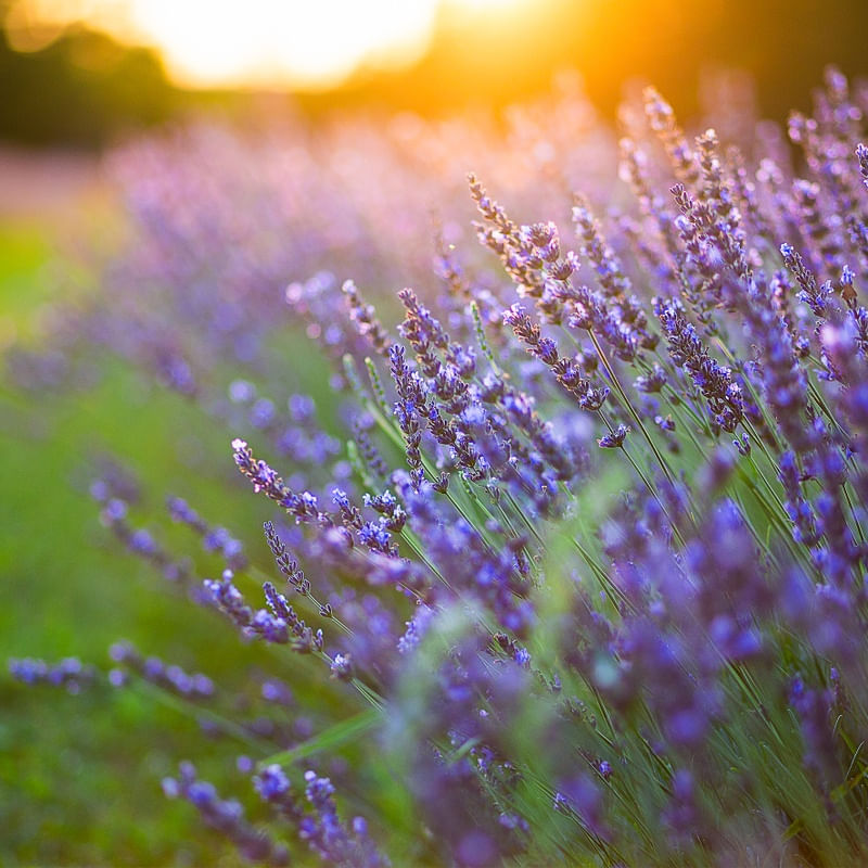 LAVANDA 1