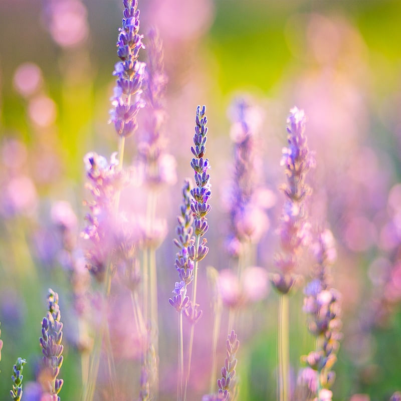 LAVANDA 2