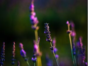 CAMPO DE LAVANDA 3