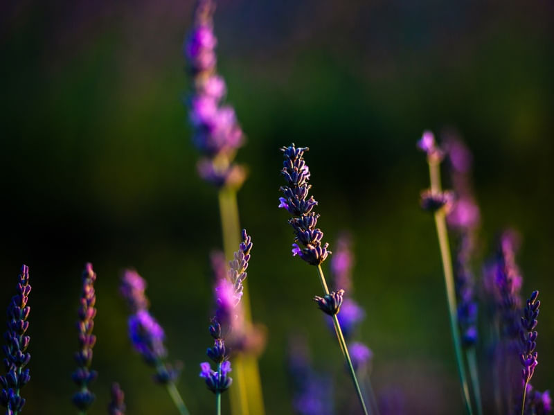 CAMPO DE LAVANDA 3