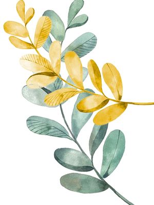 NATUREDOURADO