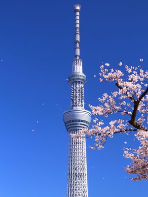 PRIMAVERA EM TOKYO