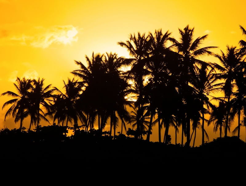 PÔR DO SOL NO COQUEIRAL