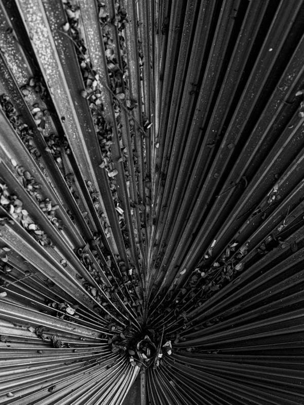 TEXTURAS NATURAIS 05