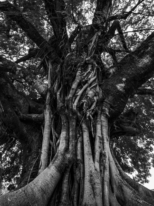 TEXTURAS NATURAIS 02
