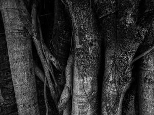 TEXTURAS NATURAIS 06
