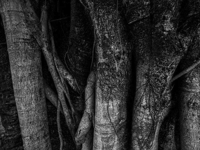 TEXTURAS NATURAIS 06