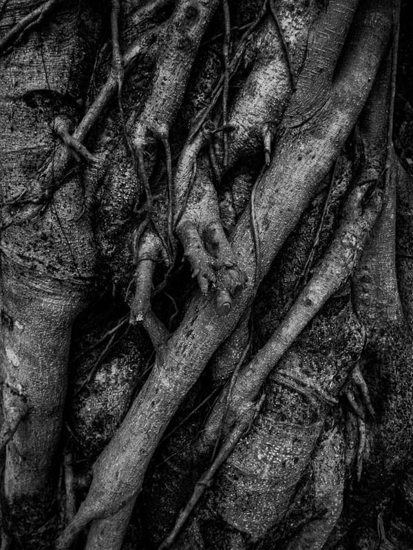 TEXTURAS NATURAIS 07