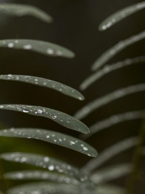 DEPOIS DA CHUVA 01