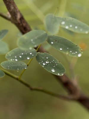 DEPOIS DA CHUVA 02