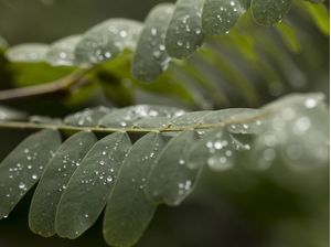 DEPOIS DA CHUVA 03