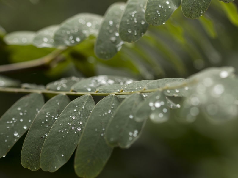 DEPOIS DA CHUVA 03