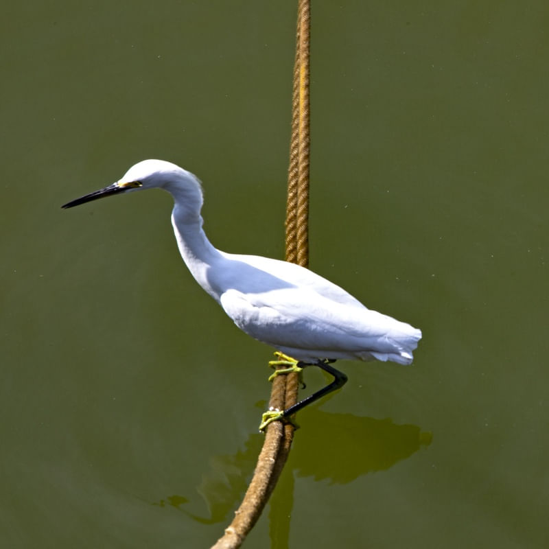 COTÓ