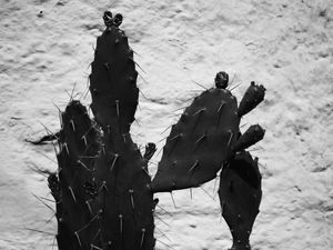 CACTOS E TEXTURA