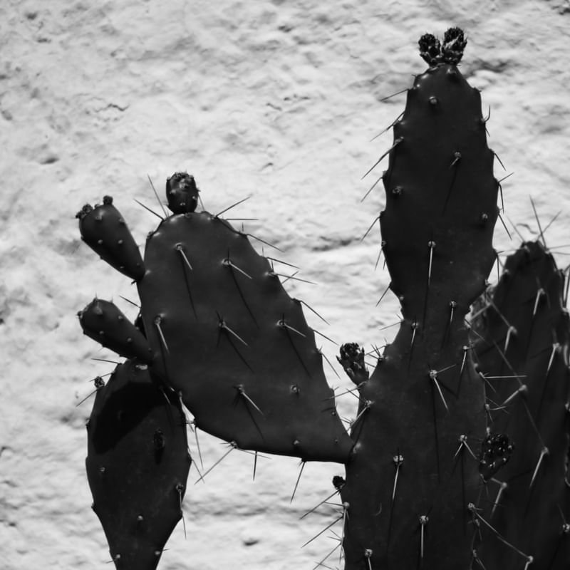CACTOS EM P&B