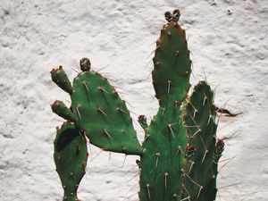 CACTOS VERDES 10