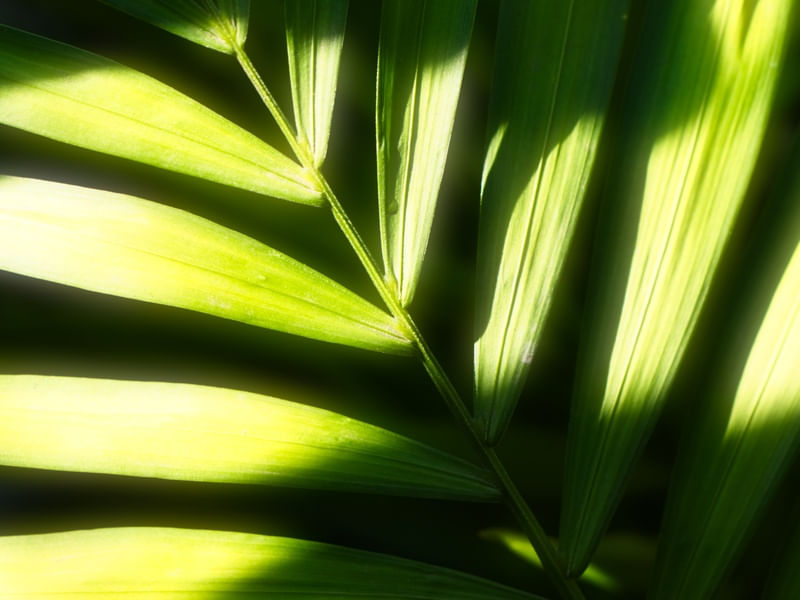 VERDE SEMPRE VERDE
