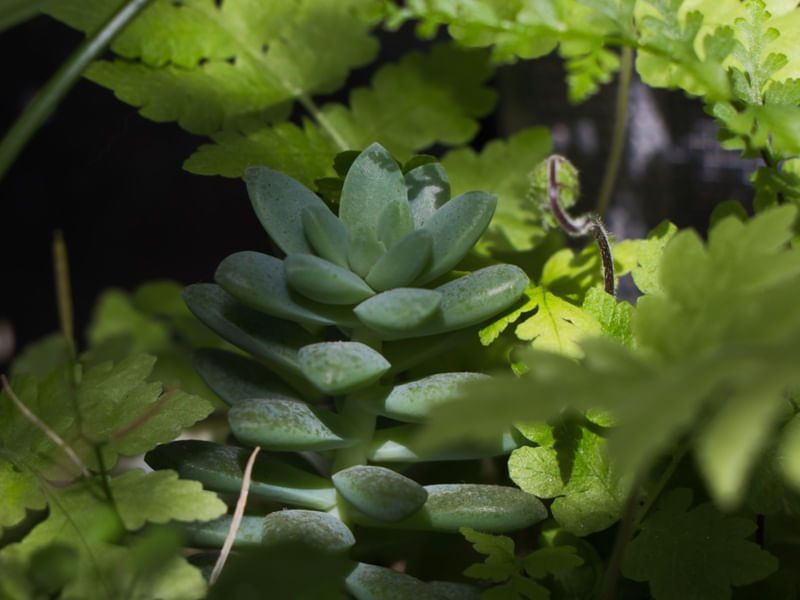 MACRO SELVA