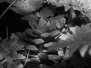 MACRO SELVA EM P&B