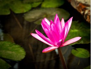 FLOR DE LÓTUS NO LAGO_02