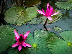 FLOR DE LÓTUS NO LAGO_03