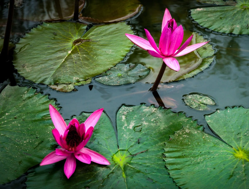 FLOR DE LÓTUS NO LAGO_03