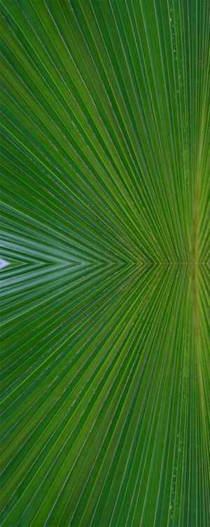 QUASE A SIMETRIA DA NATUREZA 000