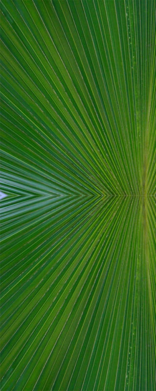QUASE A SIMETRIA DA NATUREZA 000