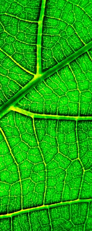 TEXTURA VERDE 000