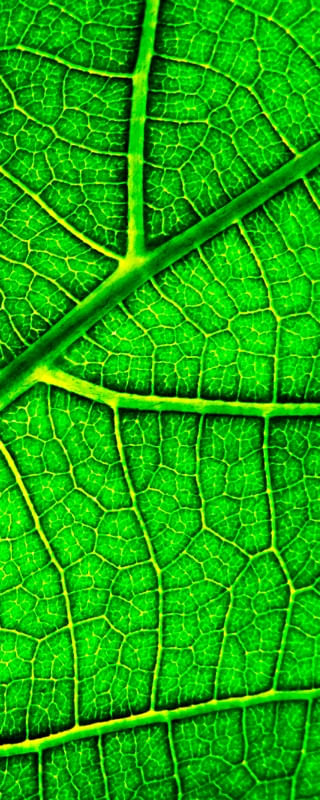 TEXTURA VERDE 000
