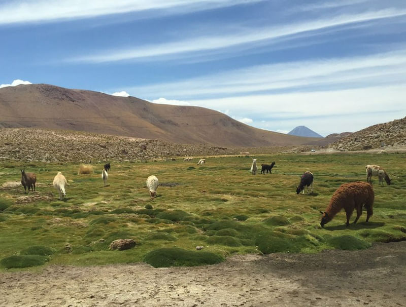 LHAMAS DO ATACAMA