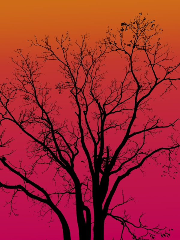 ÁRVORE CONTRA CÉU ROSADO