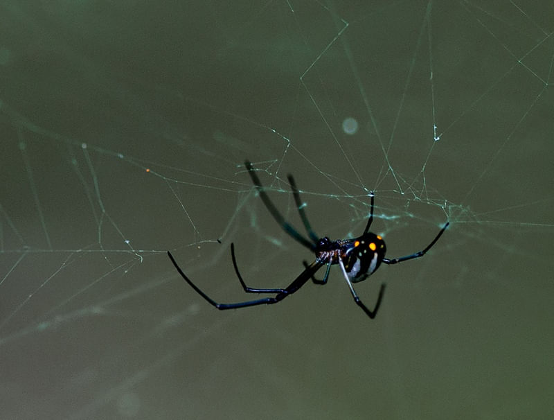 SPIDER WEB