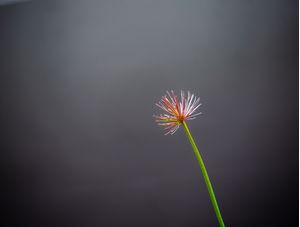 JUST A FLOWER IN THE GREY
