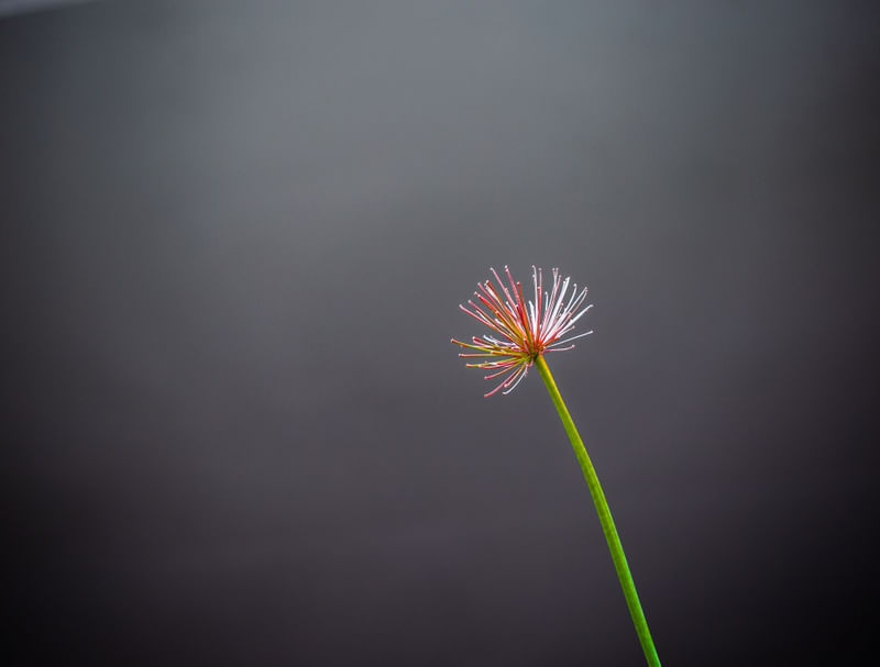 JUST A FLOWER IN THE GREY