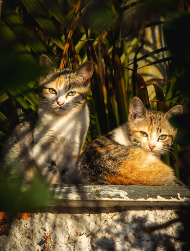 OLHARES FELINOS