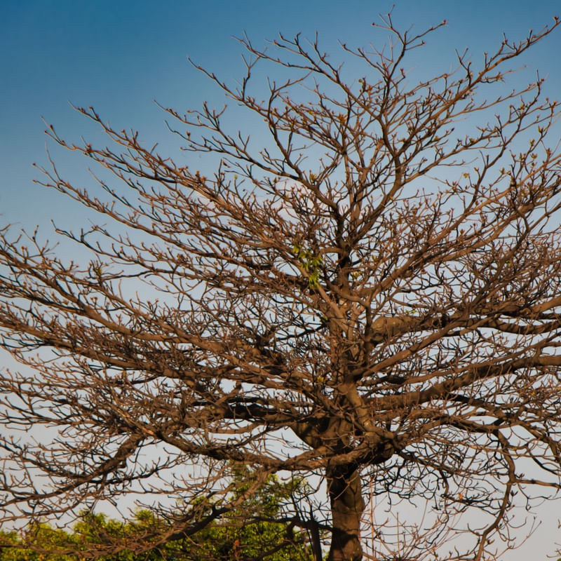 NATUREZA URBANA 002