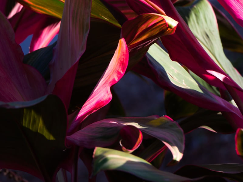 NATUREZA URBANA 005