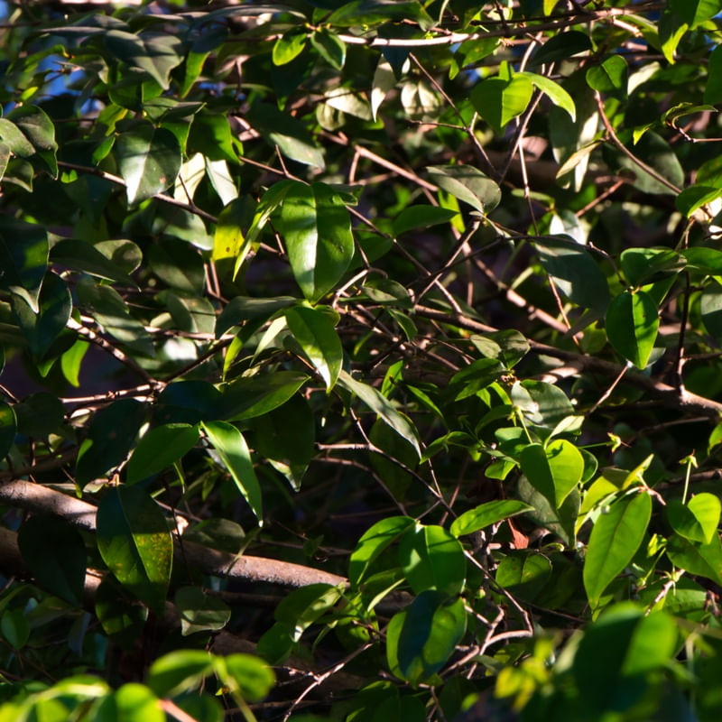 NATUREZA URBANA 012