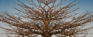 NATUREZA URBANA 013
