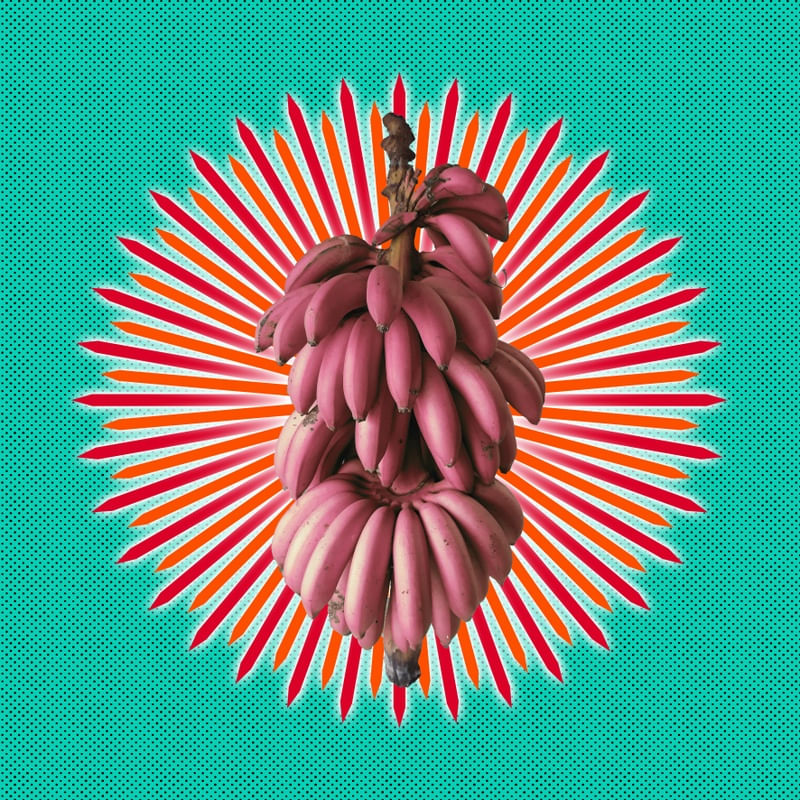 UM CACHO DE BANANAS