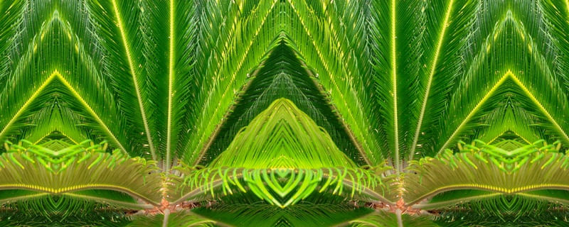 NOVA IMAGEM VERDE DA NATUREZA 000