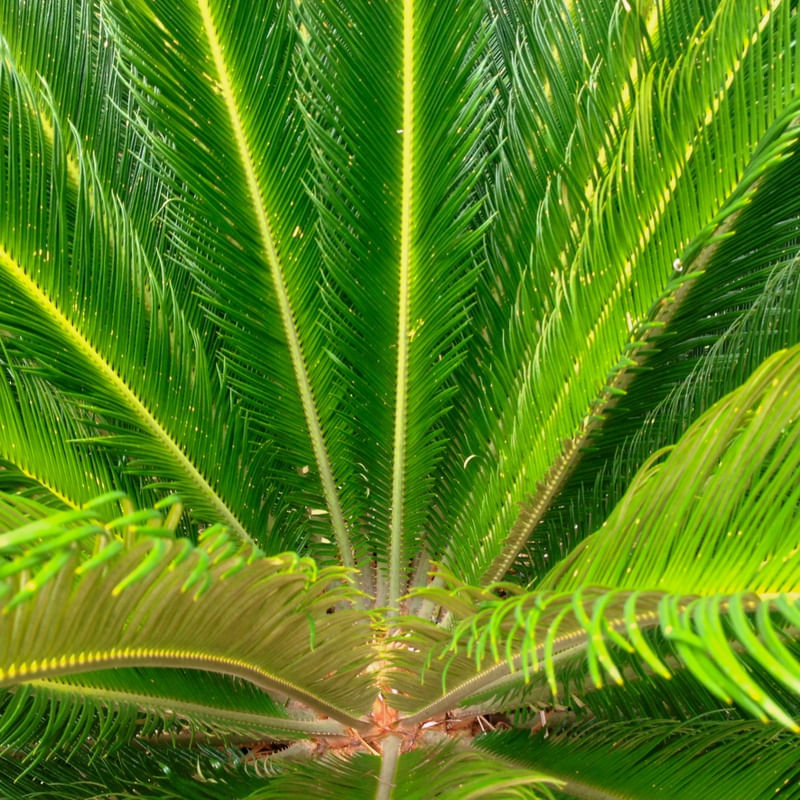 IMAGEM VERDE DA NATUREZA 000