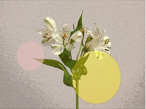 FLOWER I.D