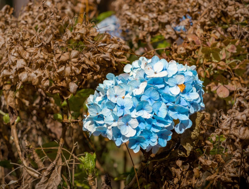 HORTÊNCIA AZUL 01
