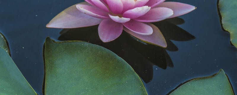 FLOR DE LÓTUS 4