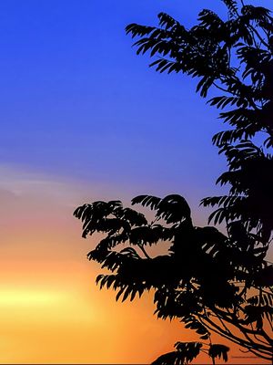 GALHOS AO POR DE SOL