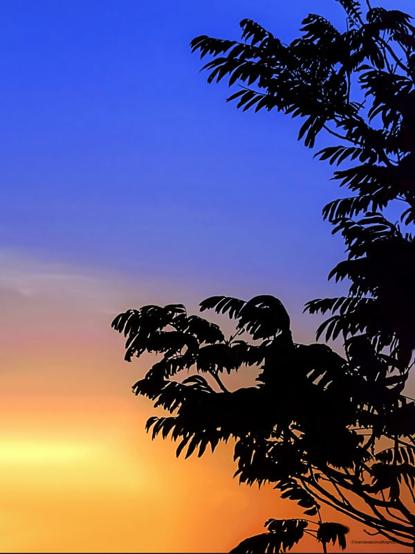 GALHOS AO POR DE SOL