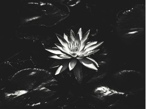 FLOR DO BREJO 001