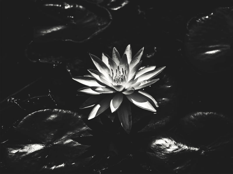 FLOR DO BREJO 001